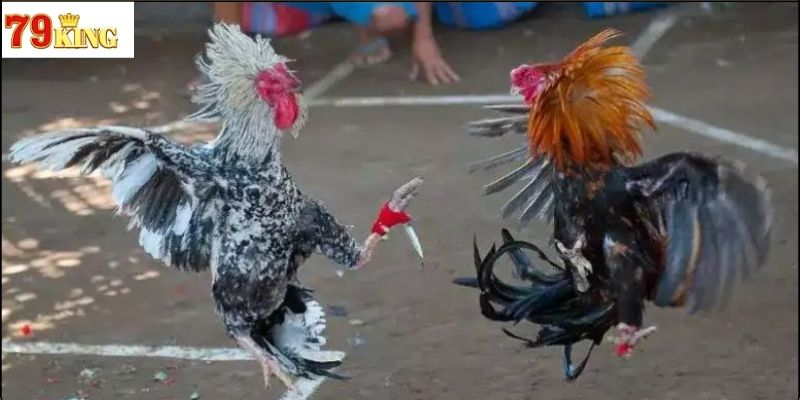 Khái niệm về đá gà cựa dao