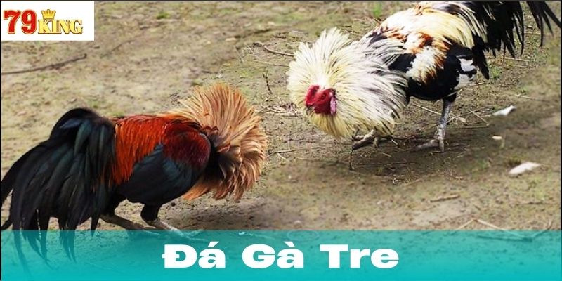 Nguồn gốc và sự phát triển của đá gà tre