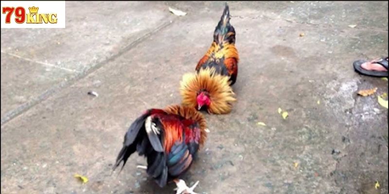 Đá gà tre trong kỷ nguyên số và trực tuyến