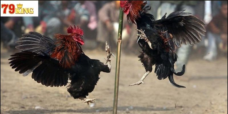 Kinh nghiệm khi tham gia Đá Gà Thomo