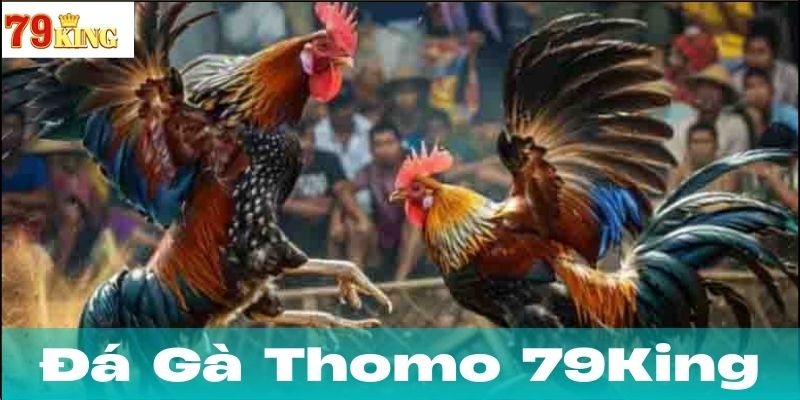 Đá Gà Thomo trong đời sống hiện đại