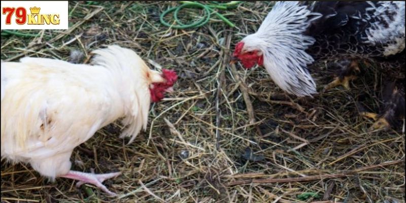 Luật chơi đá gà cựa sắt cơ bản